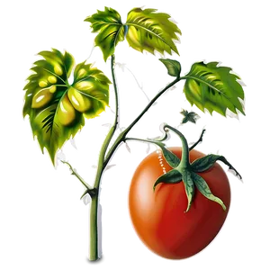 Ripe Tomato Plant Png Tqf65 PNG Image