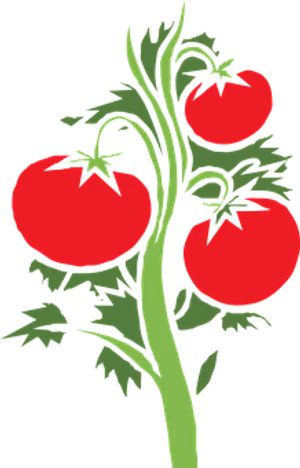 Ripe Tomatoeson Vine PNG Image