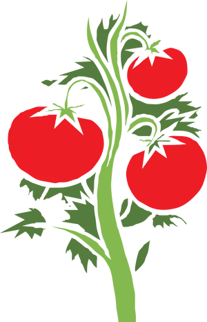 Ripe Tomatoeson Vine Illustration PNG Image