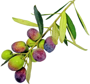 Ripening Olive Branch PNG Image