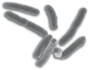 Rod Shaped Bacteria Closeup PNG Image