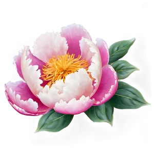 Romantic Peony Pattern Png Mie89 PNG Image