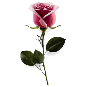 Rose Flower Transparent Png Kvx PNG Image