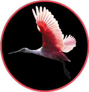 Roseate Spoonbill In Flight PNG Image