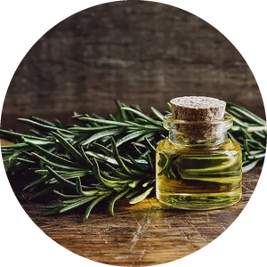 Rosemary Essential Oiland Fresh Herbs PNG Image