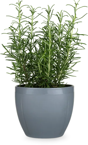 Rosemary Plantin Gray Pot PNG Image