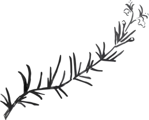 Rosemary Sprig Illustration PNG Image