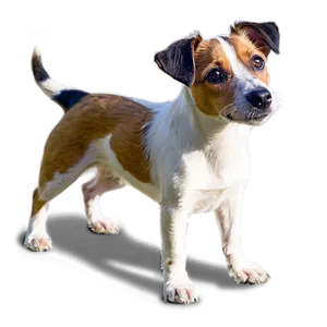 Rough Coat Jack Russell Png 06292024 PNG Image