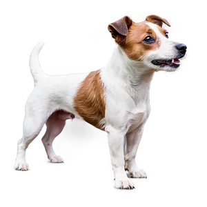 Rough Coat Jack Russell Png Dvc PNG Image