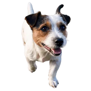 Rough Coat Jack Russell Png Pwk PNG Image