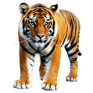 Royal Bengal Tiger Look Png Tet PNG Image