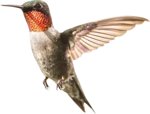 Ruby Throated Hummingbird In Flight PNG Image