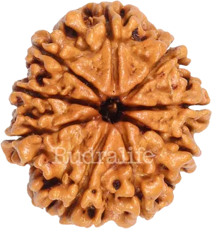 Rudraksha Bead Sacred Seed PNG Image