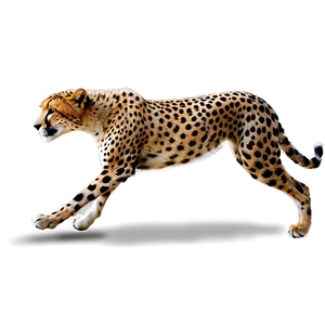 Running Cheetah Png 13 PNG Image