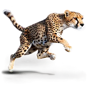 Running Cheetah Png 39 PNG Image