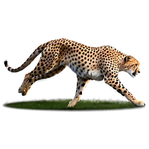 Running Cheetah Png 55 PNG Image