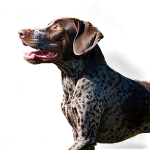 Running German Shorthaired Pointer Png 06292024 PNG Image