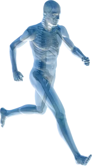 Running Human Xray Visualization PNG Image