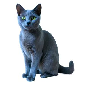 Russian Blue Cat A PNG Image