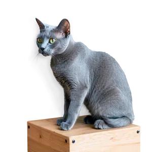 Russian Blue Cat Grooming Png Lij22 PNG Image