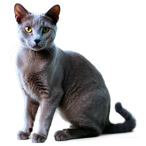 Russian Blue Cat In Elegant Pose Png Nkw2 PNG Image