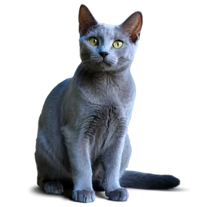 Russian Blue Cat In Sunlight Png Eku40 PNG Image