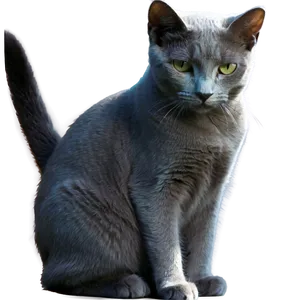 Russian Blue Cat In Sunlight Png Spo PNG Image