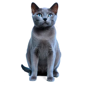 Russian Blue Cat Transparent Qpu58 PNG Image