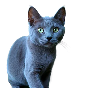 Russian Blue Cat Whiskers Png Iga85 PNG Image