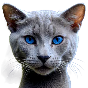 Russian Blue Cat Whiskers Png Iui PNG Image