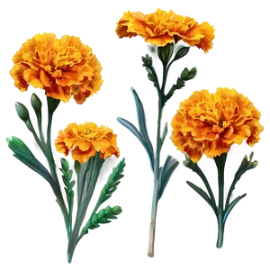 Rustic Marigolds Cluster Png Ebf97 PNG Image