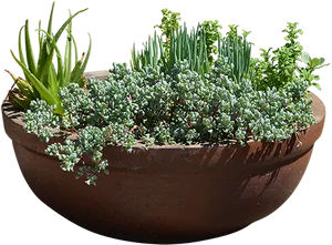 Rustic Terracotta Planterwith Various Plants PNG Image