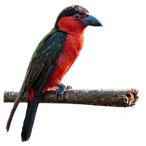 Safari Bird Watching Png 89 PNG Image