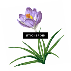 Saffron Crocus Flower Illustration PNG Image