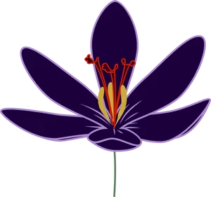 Saffron Crocus Graphic Art PNG Image