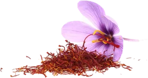 Saffron Stigmasand Crocus Flower.png PNG Image