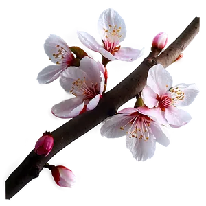 Sakura Blossom Background Png Egv31 PNG Image