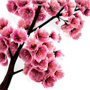 Sakura Cherry Tree Png Kbl82 PNG Image