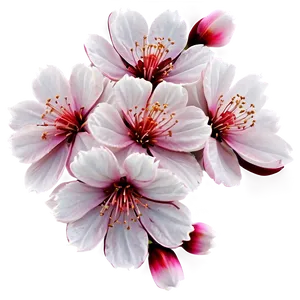 Sakura Flower Pattern Png Fnw84 PNG Image