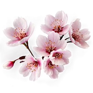 Sakura Flower Pattern Png Jvs98 PNG Image