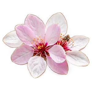 Sakura Petal Png Hpg12 PNG Image