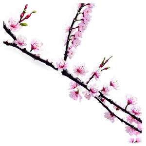 Sakura Tree Branch Close-up Png 06122024 PNG Image