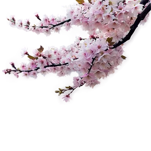 Sakura Tree Panoramic View Png Pyf10 PNG Image