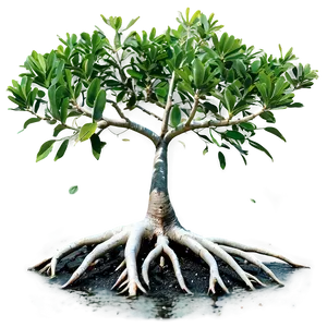 Salt-tolerant Mangrove Plants Png Glf74 PNG Image