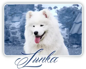 Samoyed Dog Portrait Junha PNG Image