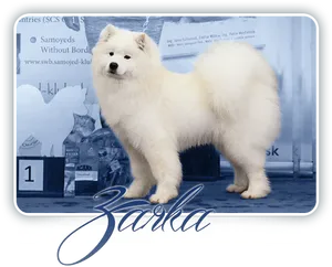 Samoyed Dog Show Winner PNG Image