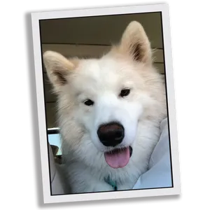 Samoyed Dog Smiling Portrait PNG Image