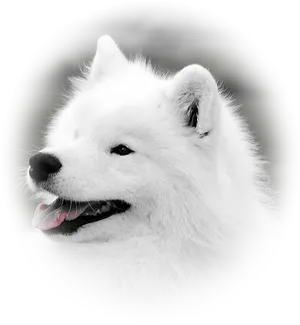 Samoyed Portrait Smiling Dog PNG Image