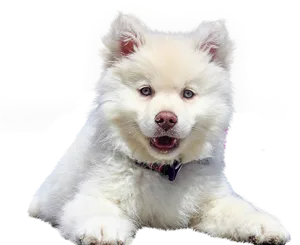 Samoyed Puppy Cute Portrait PNG Image