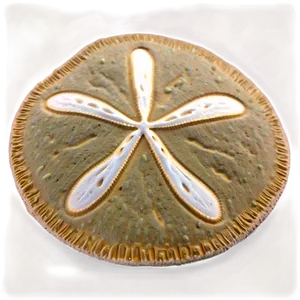 Sand Dollar In Sand Png Phk PNG Image